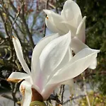 Rosengarten Auf Der Sonneninsel * Fehmarn