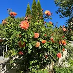 Rosengarten Auf Der Sonneninsel Fehmarn