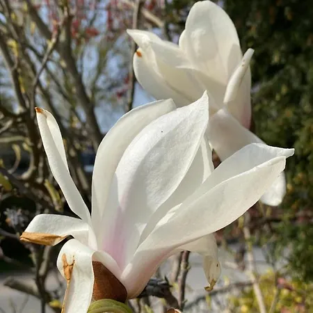 Rosengarten Auf Der Sonneninsel * Fehmarn