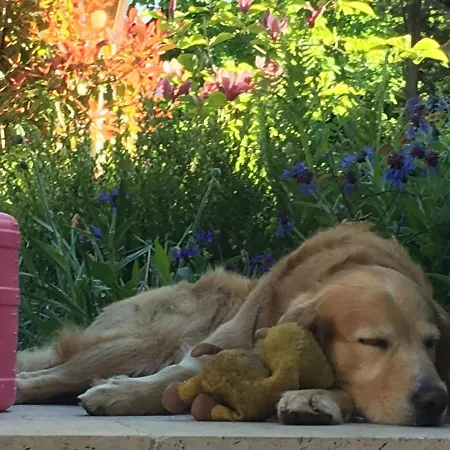 Rosengarten Auf Der Sonneninsel * Fehmarn