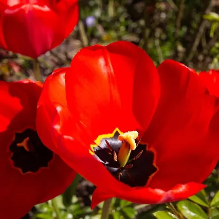 Rosengarten Auf Der Sonneninsel Apartment Fehmarn