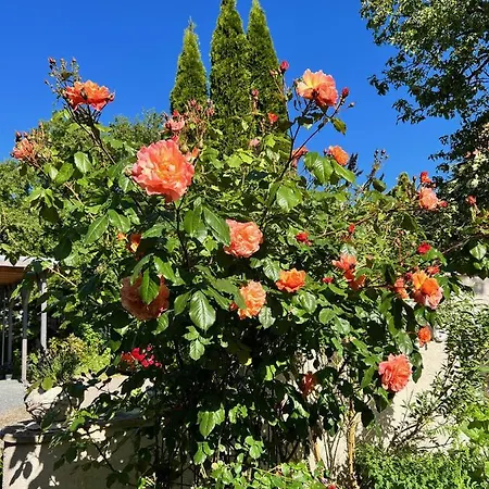 Rosengarten Auf Der Sonneninsel Femern