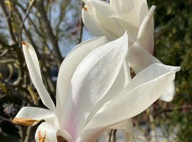 Rosengarten Auf Der Sonneninsel * Fehmarn