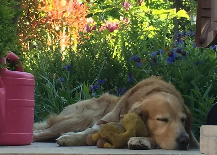 Rosengarten Auf Der Sonneninsel * فيهمارن