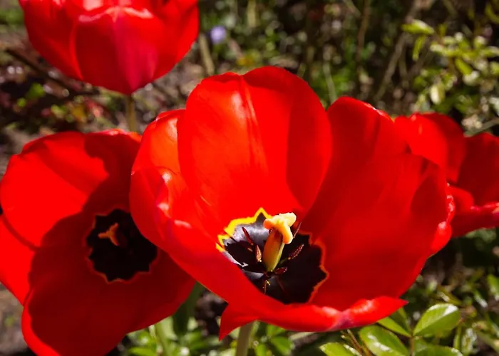 Rosengarten Auf Der Sonneninsel Apartamento Fehmarn