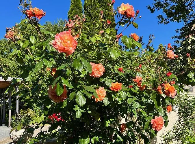 Rosengarten Auf Der Sonneninsel Fehmarn